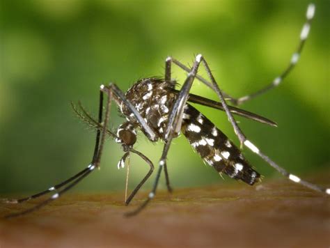 Chikungunya Valent Biosciences Public Health
