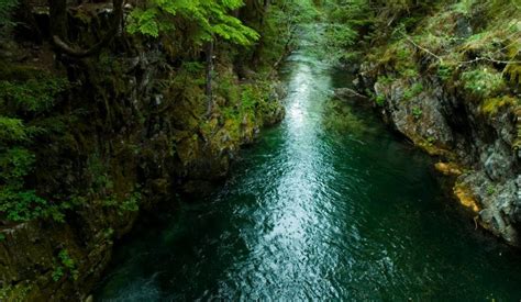 Check spelling or type a new query. Goodbye & Thank You | Opal Creek Ancient Forest Center
