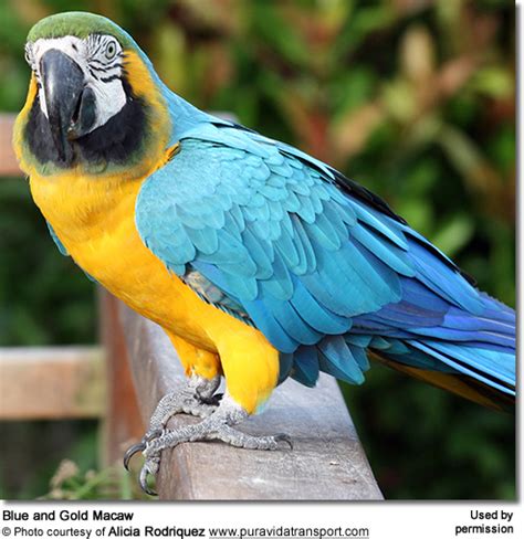 Blue And Gold Macaws Aka Blue And Yellow Macaws Beauty Of Birds
