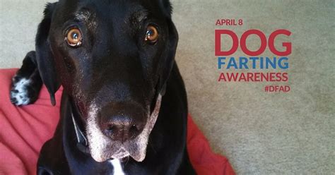 Dog Farting Awareness Day April 8 2022 Awareness On Dog Farts Dfad