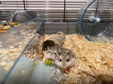 Two Roborovski Dwarf Hamsters With Cage And Accessories In Greenhithe