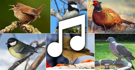 Related search › list of all bird names › alphabetical list of birds species names of birds: Discover all the birds of North America through bird ...