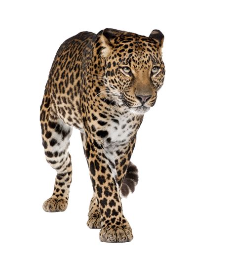 Leopard Png Transparent Image Download Size 915x1000px
