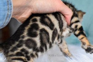 Bengal kittens, savannah kittens, serval kittens and cracal kittens in our large breeding program, all of our kittens are exposed to an appropriate amount of uv lighting. Bengal Kittens & Cats for Sale Near Me in 2020 | Bengal ...