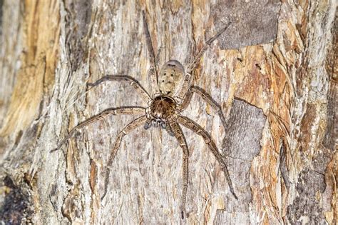 Massive Huntsman Spider Caught Eating Pygmy Possum In Once In A