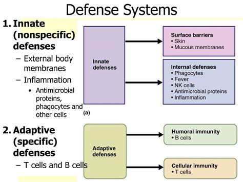 Ppt Chapter 21 Nonspecific Body Defenses And Immunity Powerpoint