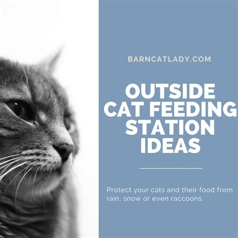 How To Feed Feral Cats While On Vacation