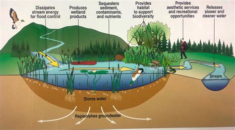 Water Purification As Defined By Nature