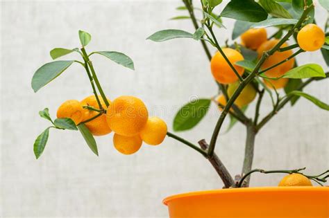 Ripe Small Orange Fruits Of Indoor Growing Citrus Plant Calamondin