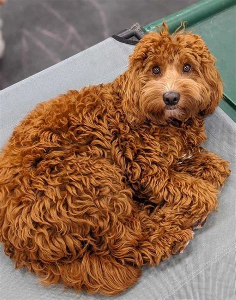 Pin On Goldendoodle