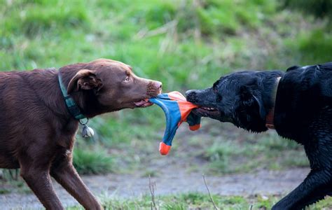 Top 24 Is It Normal For Dogs To Fight Sometimes