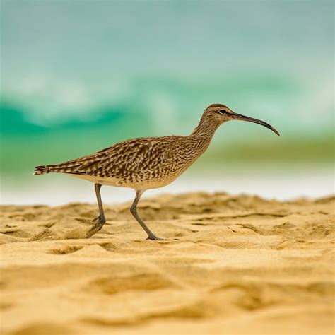 Bird With Long Beak Having Stroll On Sandy Beach · Free Stock Photo