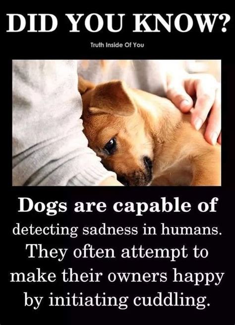 Dogs Are Capable Of Detecting Sadness In Humans They Often Attempt To