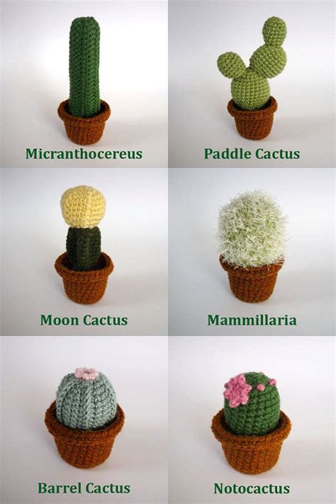 Names And Pictures Of Cactus And Succulents Succulent Plant
