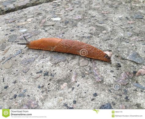 Slug Is Crawling Along The Stone Slab Stock Image Image Of Orange Crawling
