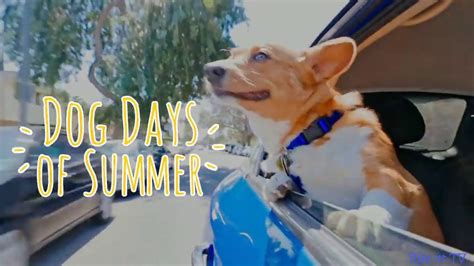 Dog Days Of Summer Youtube
