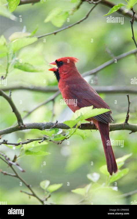 Northern Cardinal Bird Songbird Singing Vertical Stock Photo Alamy
