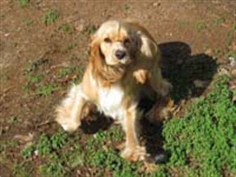 He as had his tail docked and dew claws removed, been veterinary checked, wormed, and has had his first set of shots. Pictures of Angel, a buff white parti American cocker spaniel female at Cocker Pup Kennel in ...