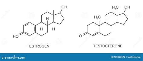 Iconos De Testosterona Y Estradiol Estructura Molecular Química