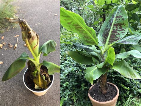 Bought This Damaged Banana Tree For 1€ In Spring Now Hes A Happy