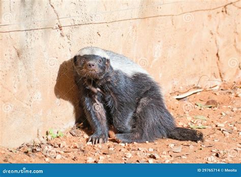 Honey Badger Stock Images Image 29765714