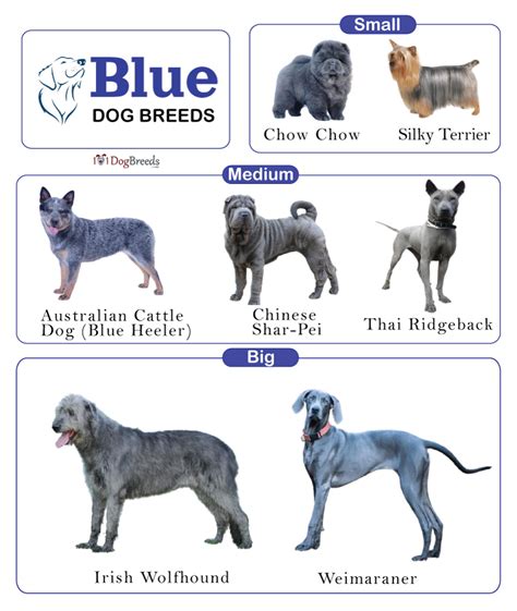 List Of Blue Dog Breeds With Pictures Atelier Yuwaciaojp