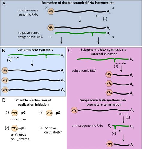 Frontiers Calicivirus RNA Dependent RNA Polymerases Evolution