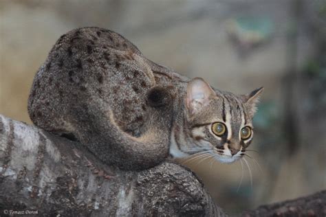 This Is The Worlds Smallest Known Wild Cat The Rusty Spotted Cat Full Grown Adults Weigh