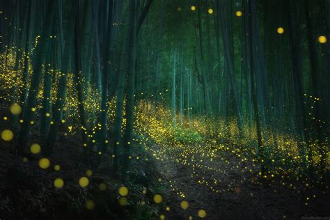 Pictures Of Fireflies By Daniel Kordan The Photo Argus