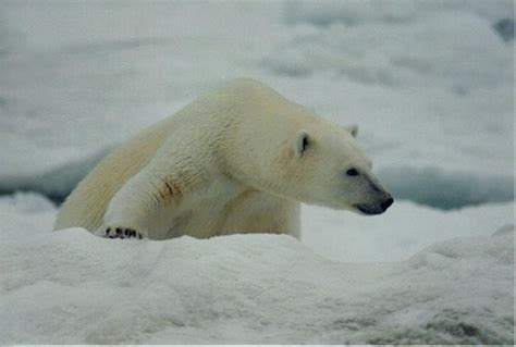 Why Are Alaska Polar Bears Losing Their Fur Seeker