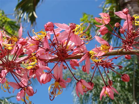 Flowering Trees For Southwest Florida Which Ones Flower