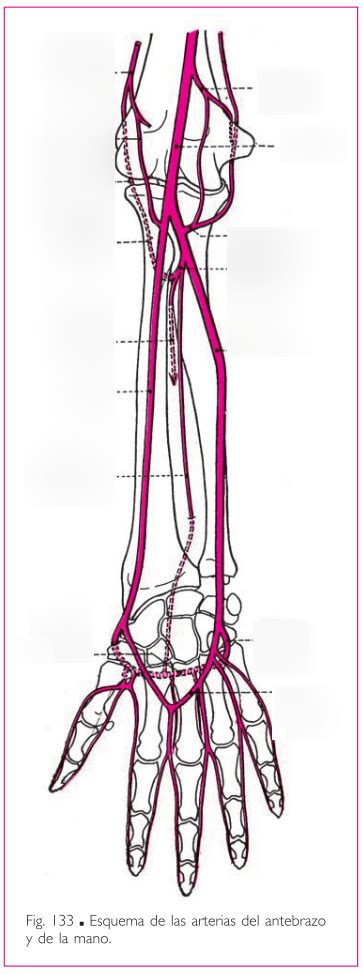Esquema De Las Arterias Del Antebrazo Y De La Mano Rouviere Diagram