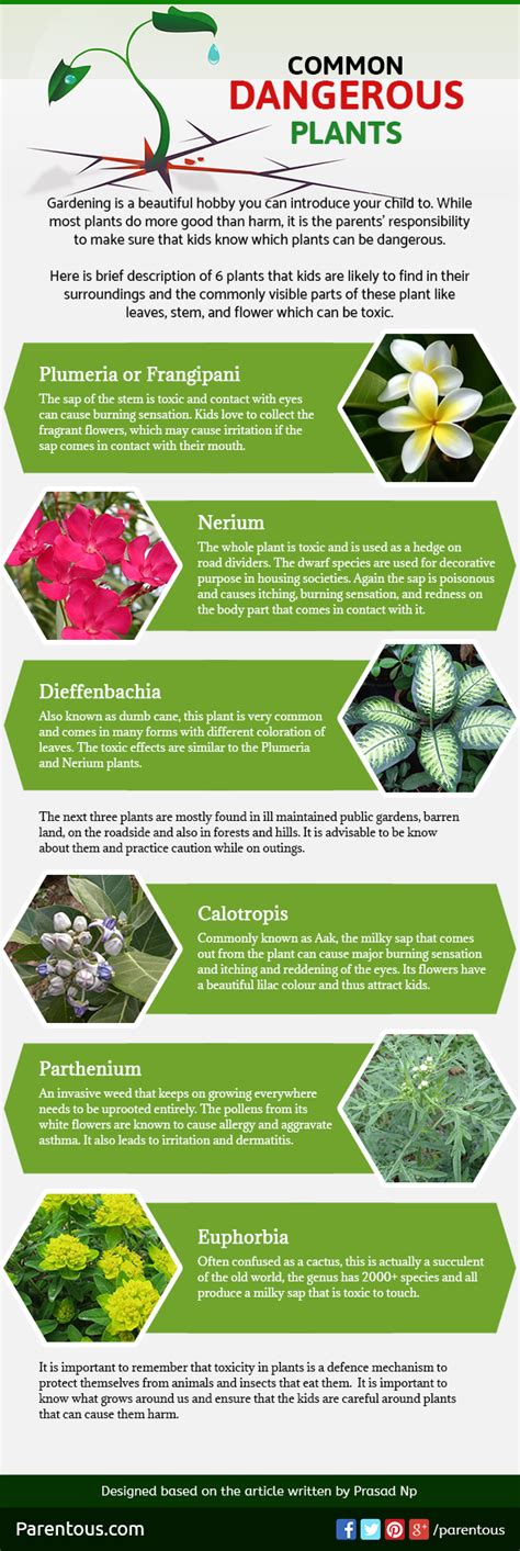 Know More About Common Dangerous Plants That Can Prove To Be Toxic