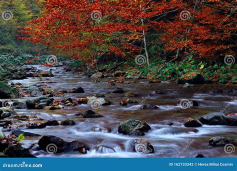 Autumn Creek Woods With Yellow Trees Foliage And Rocks Stock Photo