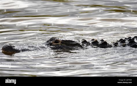 American Alligator In Water Stock Photo Alamy