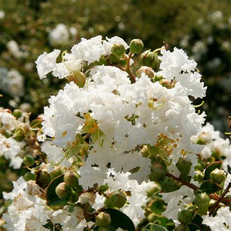 Southern Living Plant Collection 2 Gal Early Bird White Crape Myrtle