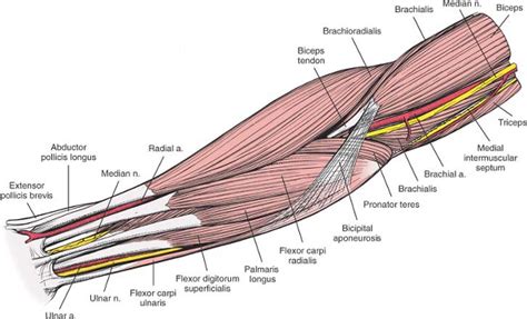 The Forearm Musculoskeletal Key