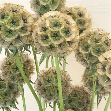 Scabiosa Pods Diy Wedding Flowers Flower Moxie