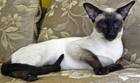 Cfa Free And Discounted Oriental Shorthair And Siamese Adult