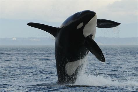 Male Killer Whales More Likely To Die If Socially Isolated Daily Mail