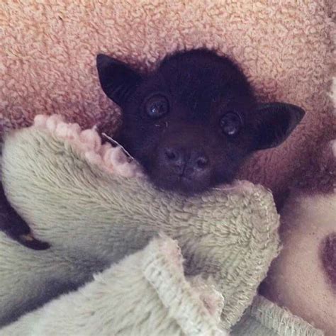 Pin By Terrell Patterson On Bats And Flying Foxes And The Like Cute