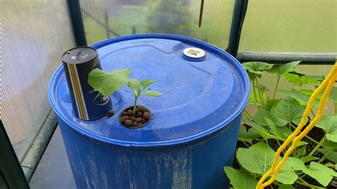 Fertilizer Ratio For Cucumbers In 55 Gallon Drum Youtube
