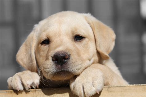 Labrador Retriever History Personality Appearance Health And Pictures