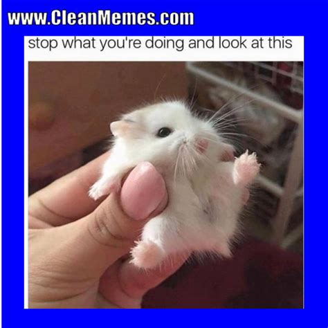 Dank cat and pet memes compilation from 2019 and 2020. Image result for clean memes | Cute hamsters, Funny ...