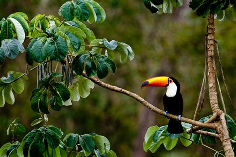 South america is home to a vast array of species endemic to the region. 5. See the Amazon Rainforest - International Traveller ...