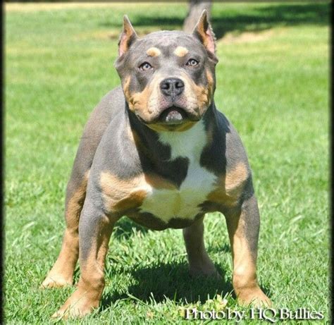 Tri Color Pitbull Pitbull Dog Harness Pitbull Puppies Pitbulls
