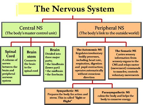 Science 8th Grade Central Nervous System And Peripheral Nervous System
