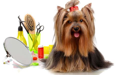 We're recommended dog grooming in singapore at affordable fees, and also pet. Pro Groomer's Favorite Dog Grooming Products for Home ...