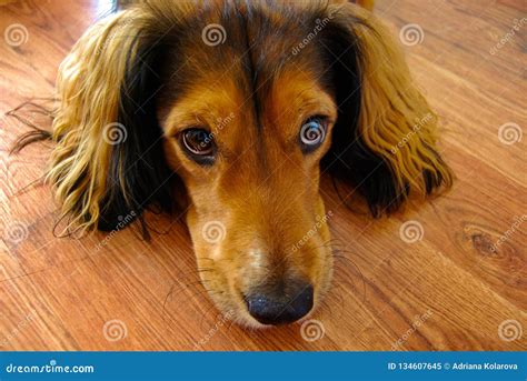 Cute Brown Dog With Big Brown Eyes Stock Image Image Of Looking Head