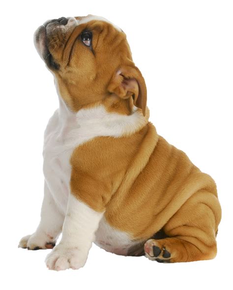French Bulldog Puppy Pug Toy Bulldog Puppy Png Download 9661200